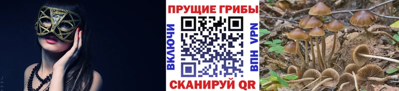 блэк спрут как зайти  Обь  Галлюциногенные грибы Psilocybine cubensis  сколько стоит 